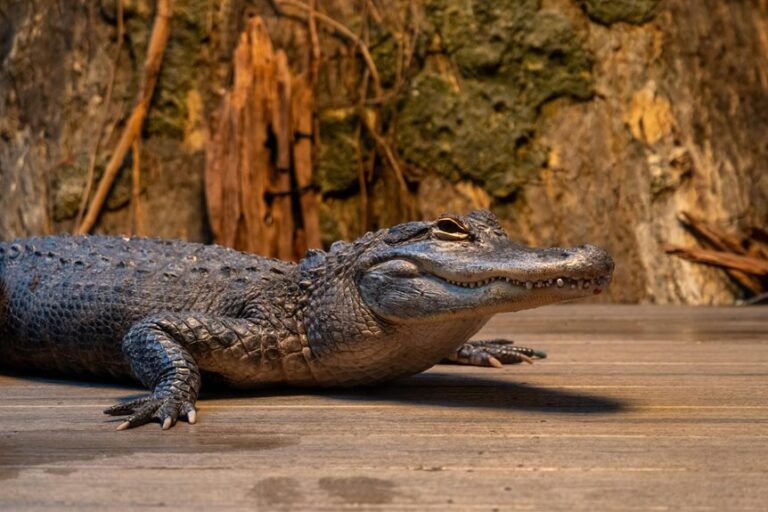 alligator could eat you