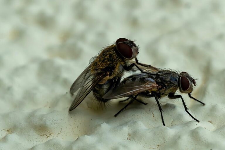 bathroom plagued by gnats