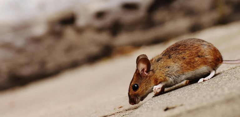 remove mouse from living room